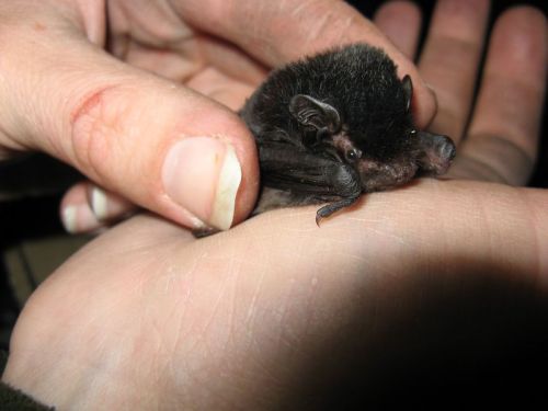 cosmickiwii:jadesandslash:I absolutely love tiny bats and you should tooJust look at...