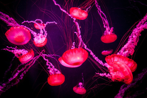 essenceofnatvre:Jellyfishes by Janne Huttunen