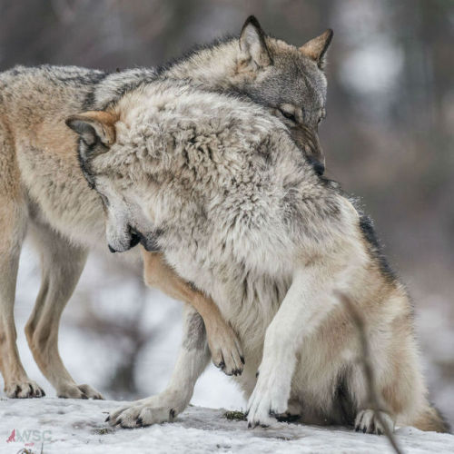 wolfscience:Maikan and Etu, almost two years now.Pics by...