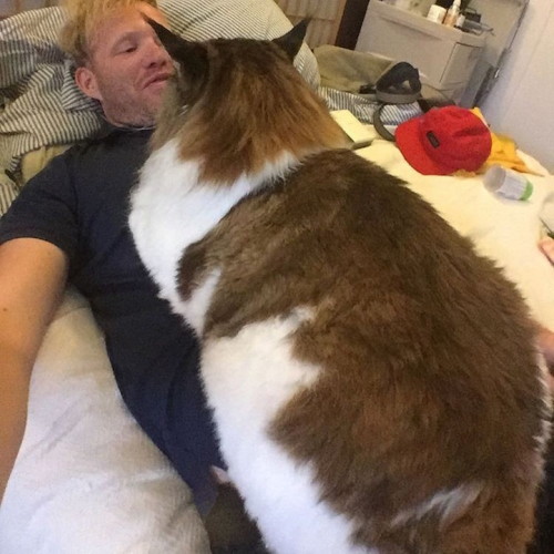 largest cat | Tumblr