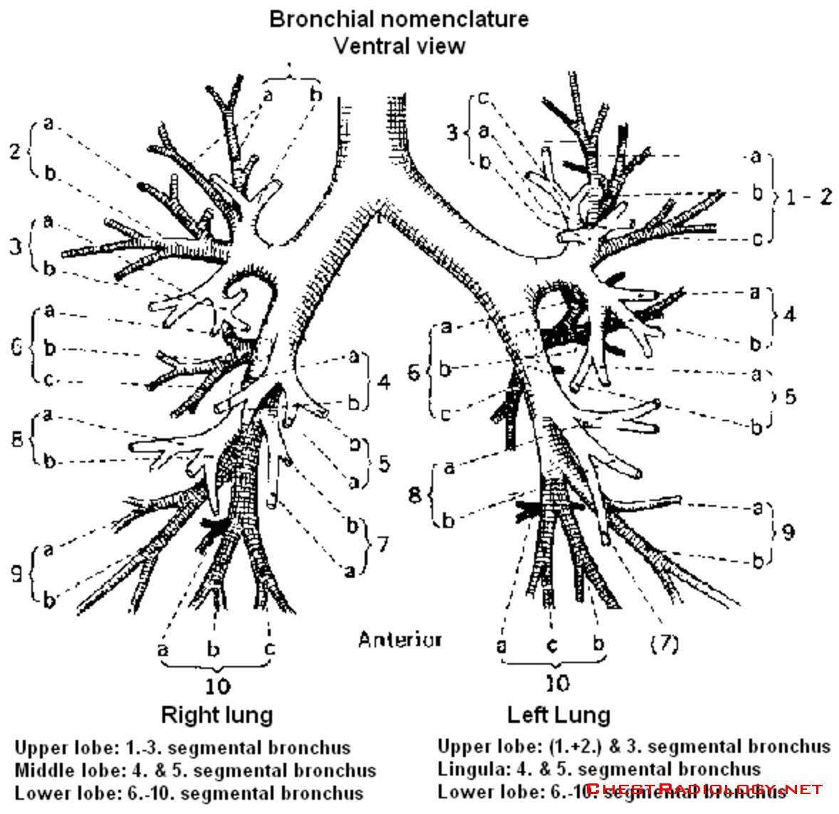 Ветви в легких. Сегментарные артерии легких схема. Сегментарные ветви легочной артерии. Сегменты легочной артерии кт. Ветви легочной артерии анатомия.