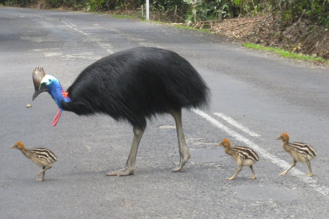 Edge Of Existence — After Mating The Female Cassowary Will Lay Three