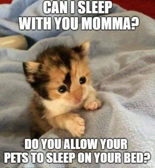 aww-cute-animals