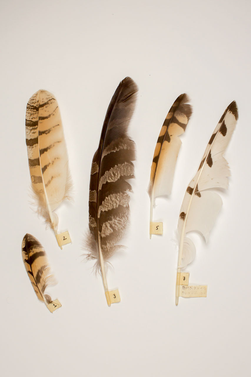 alula feather