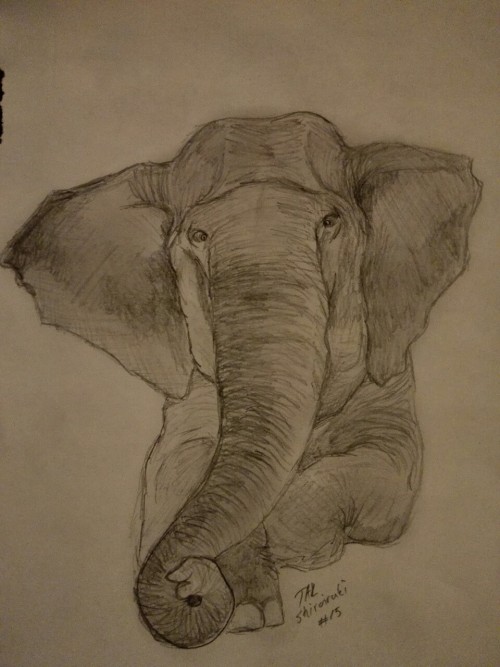 elephant drawing on Tumblr