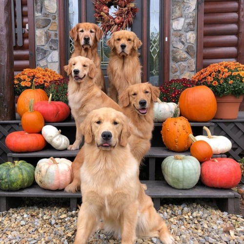 Golden retriever puppy golden retriever puppy puppies dog dogs funny haha lol gourds fall pumpkins autumn cute adorable smile smiling happy happiness pet pets