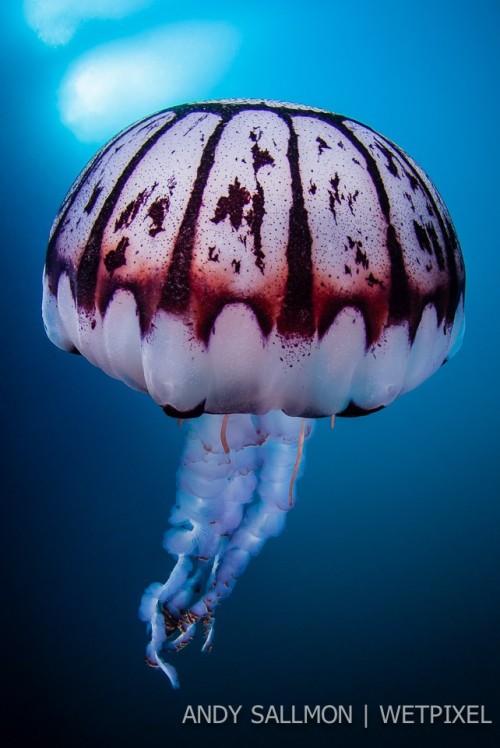 mooonjellies:Andy Sallmon