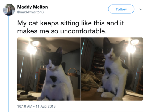 cats kittens so cute sitting weird