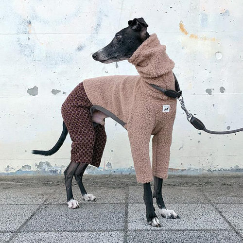 littlealienproducts:Handmade Italian Greyhound Clothing...