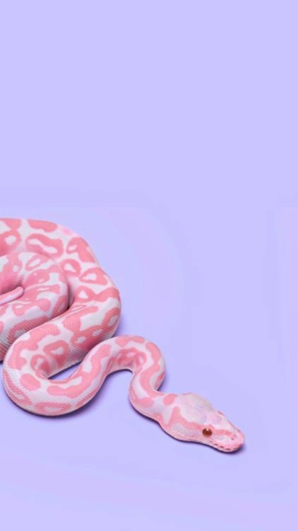 pink snake aesthetic | Tumblr