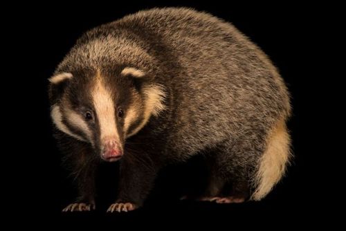 ainawgsd:The hog badger (Arctonyx collaris), also known as...