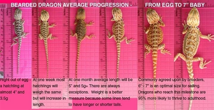 Reptile Facts - fluffybumsandscales: Baby bearded dragon average...