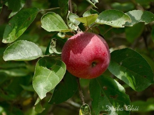 dcs6460:Macintosh apples on the tree in the back yard, and the...