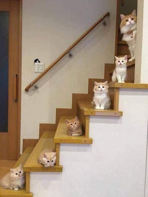 cutenessâ€“overload:
â€œAdorable cat family!
Source: http://bit.ly/2ONo1eZ
â€