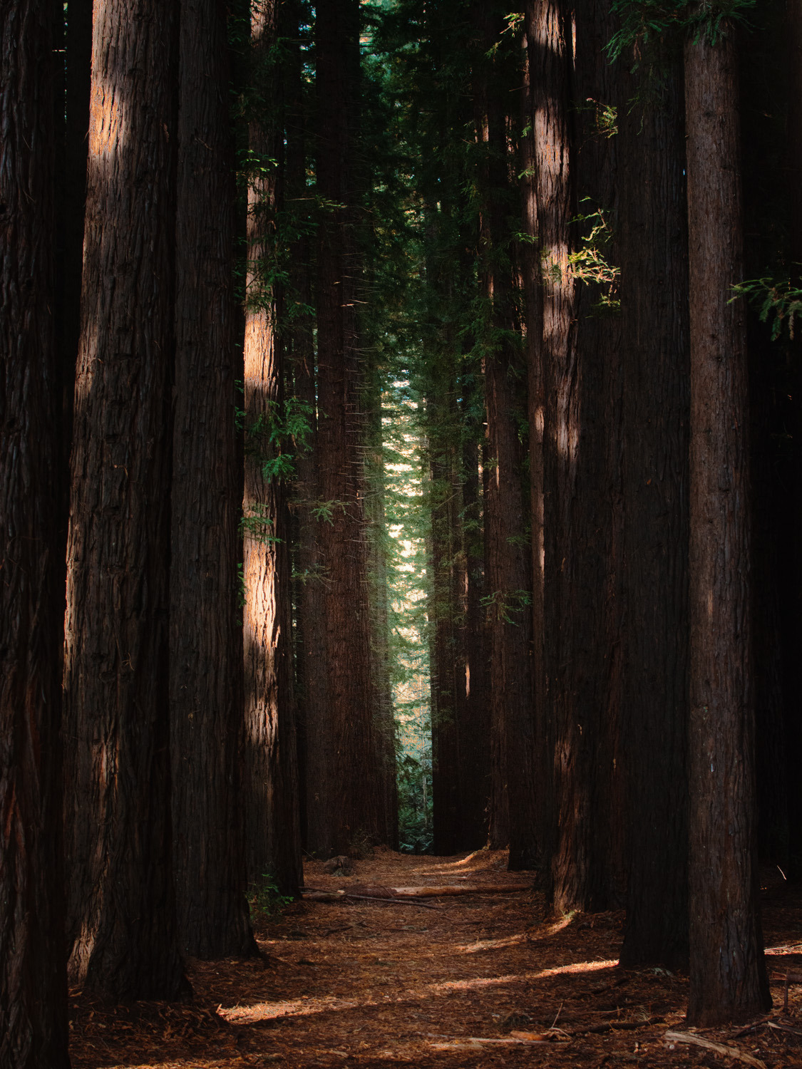 Jaccob Mckay East Warburton Redwood Forest Australia Tumblr