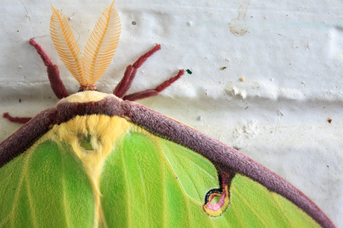onenicebugperday