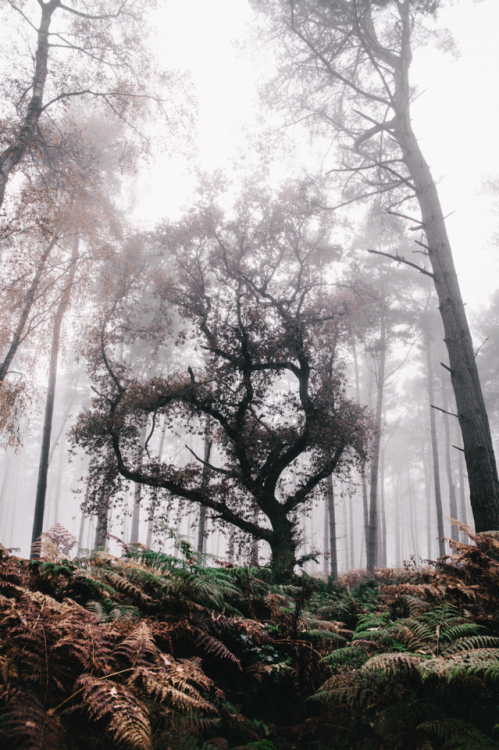 frederick-ardley:Rediscovering HighlightsOxfordshire Forests...