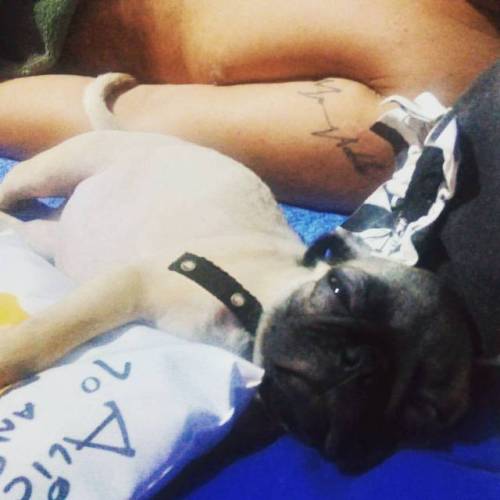 Cansada pai meu dia foi muito trabalhoso rsrsrsrs #mypug...