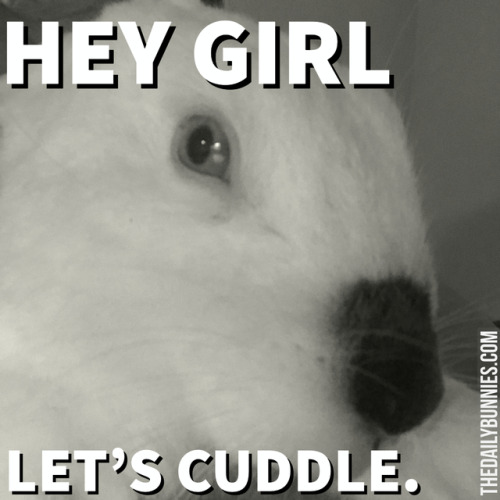 thedailybunnies