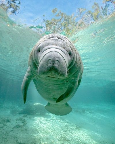 dugong on Tumblr