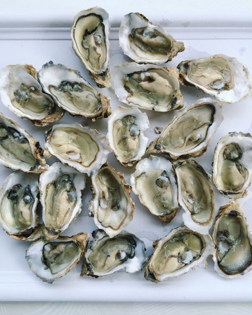 bonjourfrenchwords:Heaven in a picture. Oysters are my drug. •...