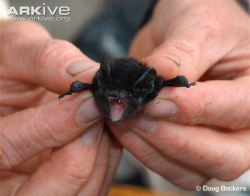 cosmickiwii:jadesandslash:I absolutely love tiny bats and you should tooJust look at...