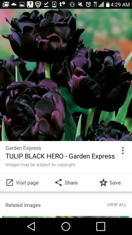 Look at this overachieving black plant in nature