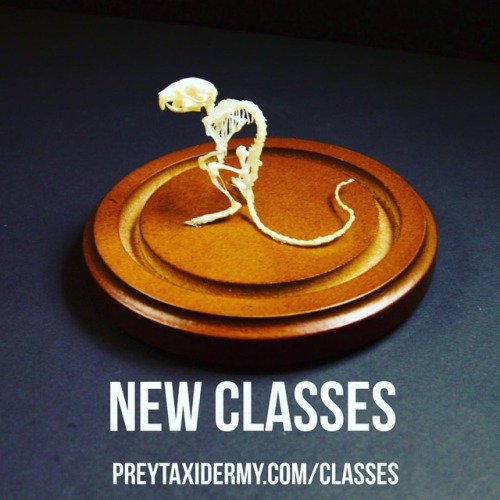 New classes! Prey Taxidermy is doing a teaching-exchange with...