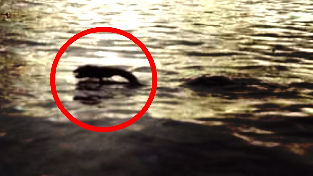 Cryptological • The Turtle Lake Monster is an alleged cryptid...