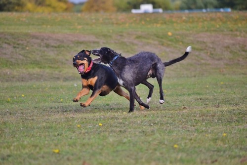 ollietherottweiler:Ozzie and the #1 love of his life, Roxy