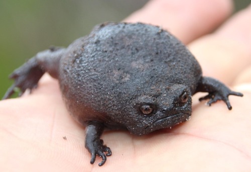 Black Rain Frog Tumblr