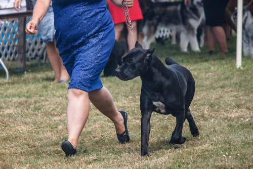 Show Cane Corso Tumblr