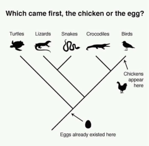 catchymemes:Egg 1 : 0 Chicken