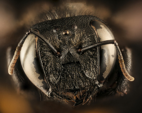 Kruger National Park presents a native South African:  Xylocopa...