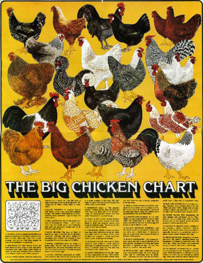 Chicken Breed Identification Chart