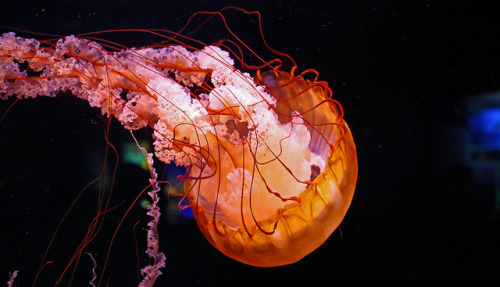 mooonjellies: Victor Hamberlin