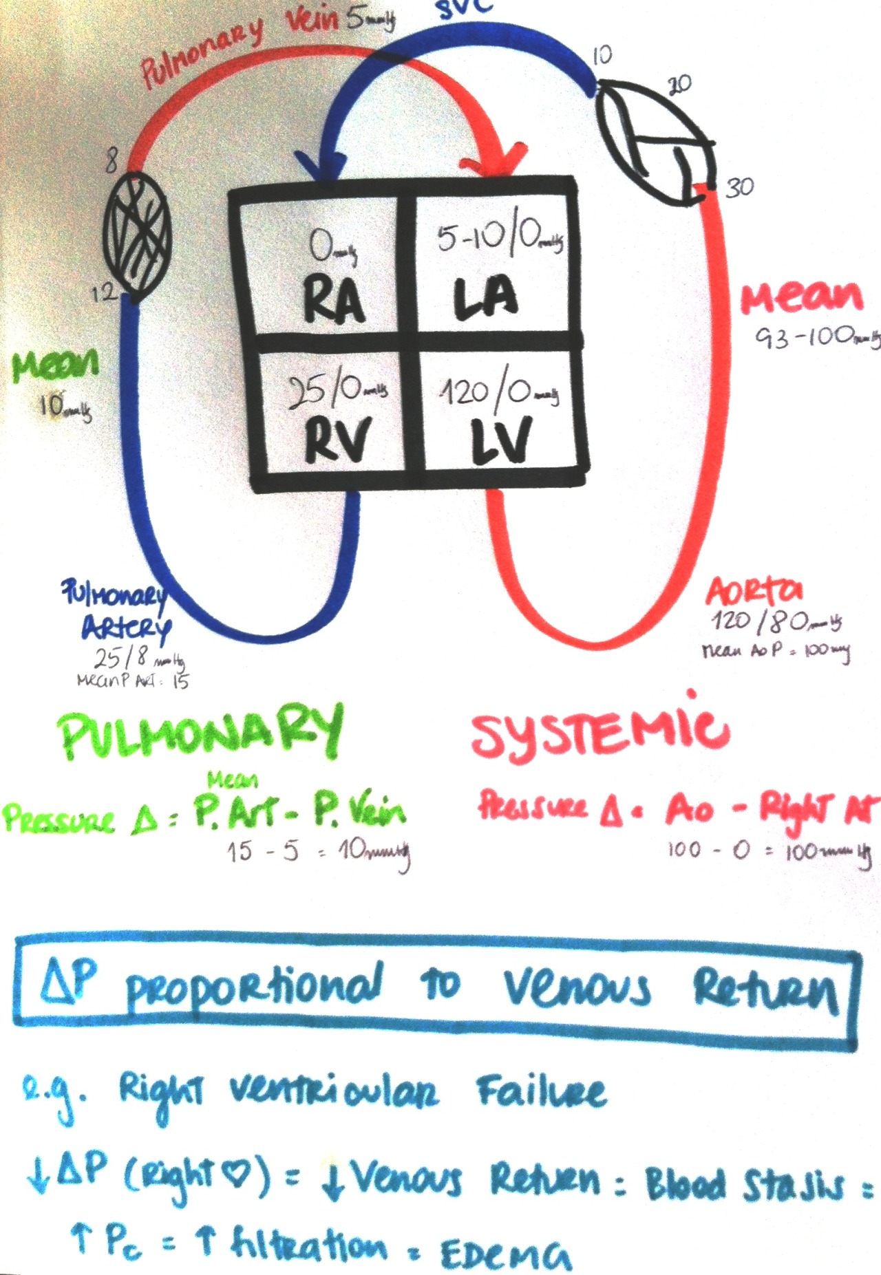 My Notes For Usmle — Pulmonary Vs Systemic Circulation