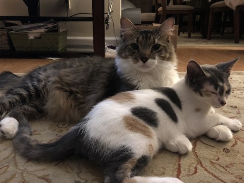 catsuggest:toffee suggest: lay on brother leg so he can never...