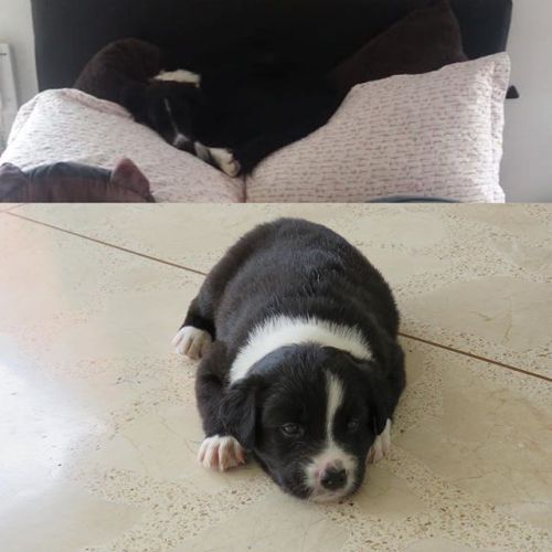 #tbt #bordercollie 4 meses después, pero igual de...