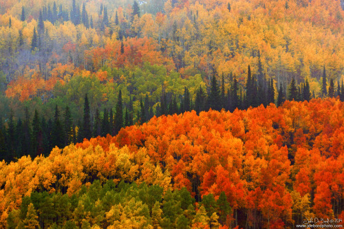 dailyautumn:Fall In The Gunnison National Forest by kkart