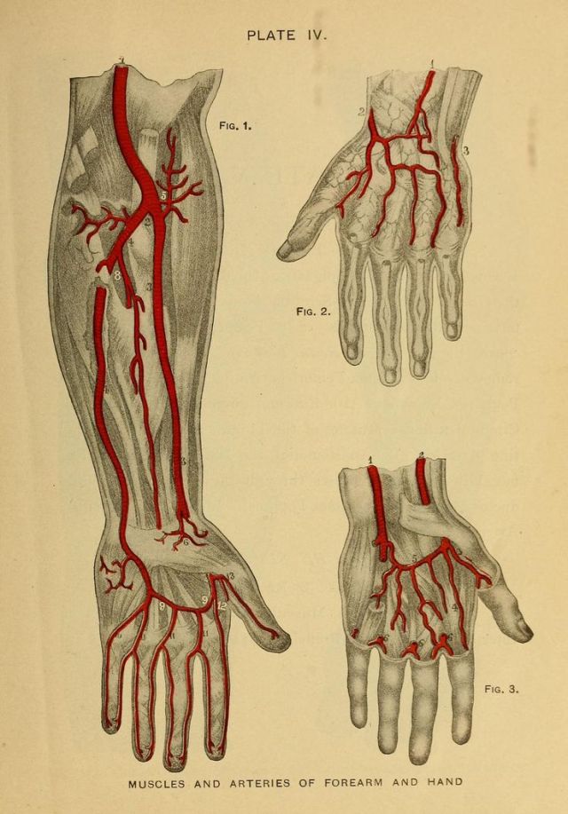 nemfrog - Plate IV. Muscles and arteries of forearm and...