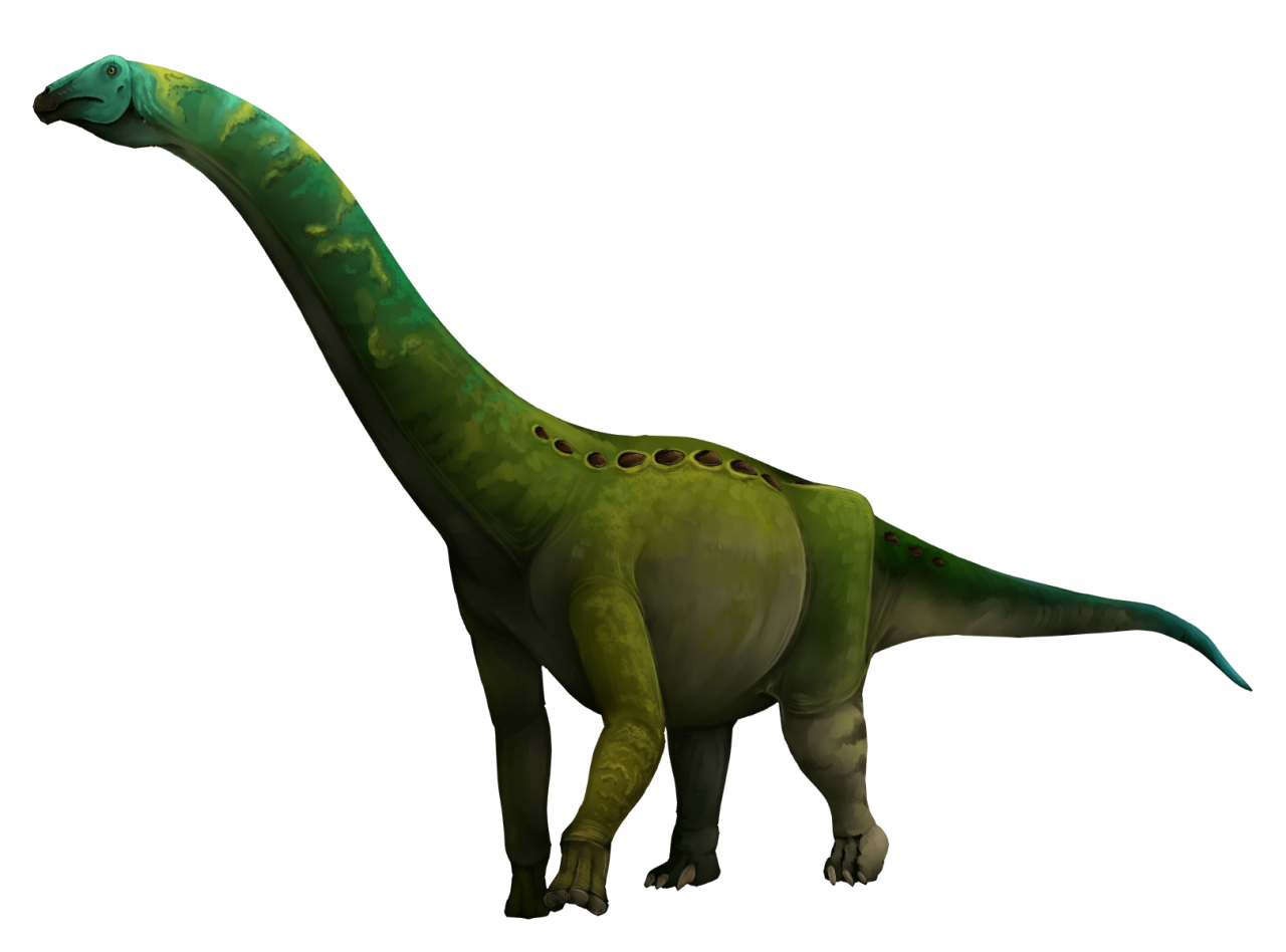 a sauropod