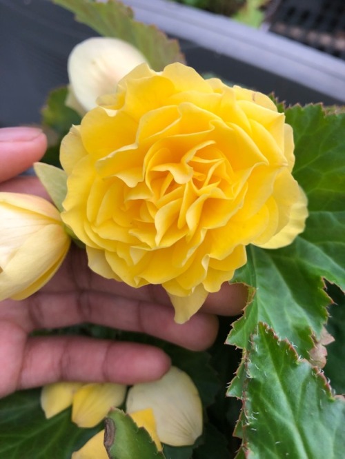 plantsarefriendssometimesfood
