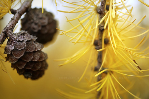 tree trees yellow pinetrees pinecones nature mothernature winter december rosemarydanielis.com photographers on tumblr original photographers
