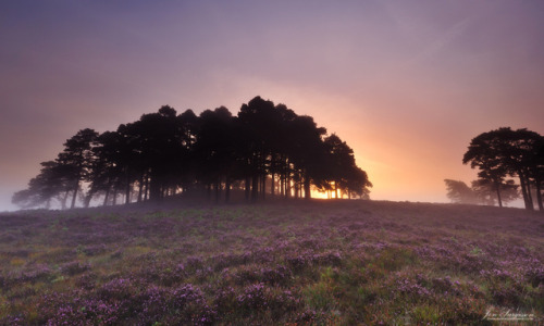 travelbinge:te5seract:Misty Woodland Sunrise, Misty New...