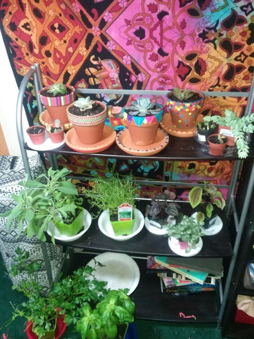 witchwaytoart:Bedroom plant corner is coming along! Herbs,...