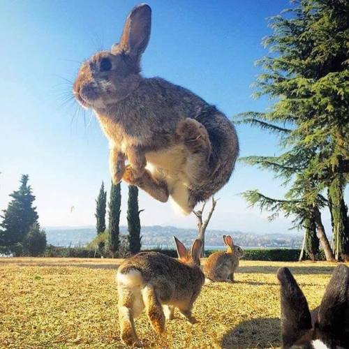 yunh:Life on Earth on Twitter: “Amazing! rabbit!...