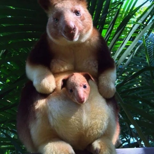 You now know tree-kangaroos exist. You’re welcome