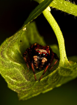 @Spiders And Beetles And Moths, Oh My!