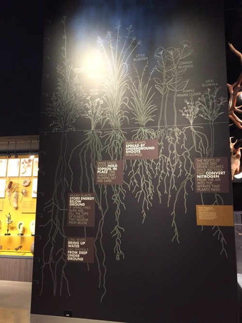 botanyshitposts:we’re at the new natural history museum at the...